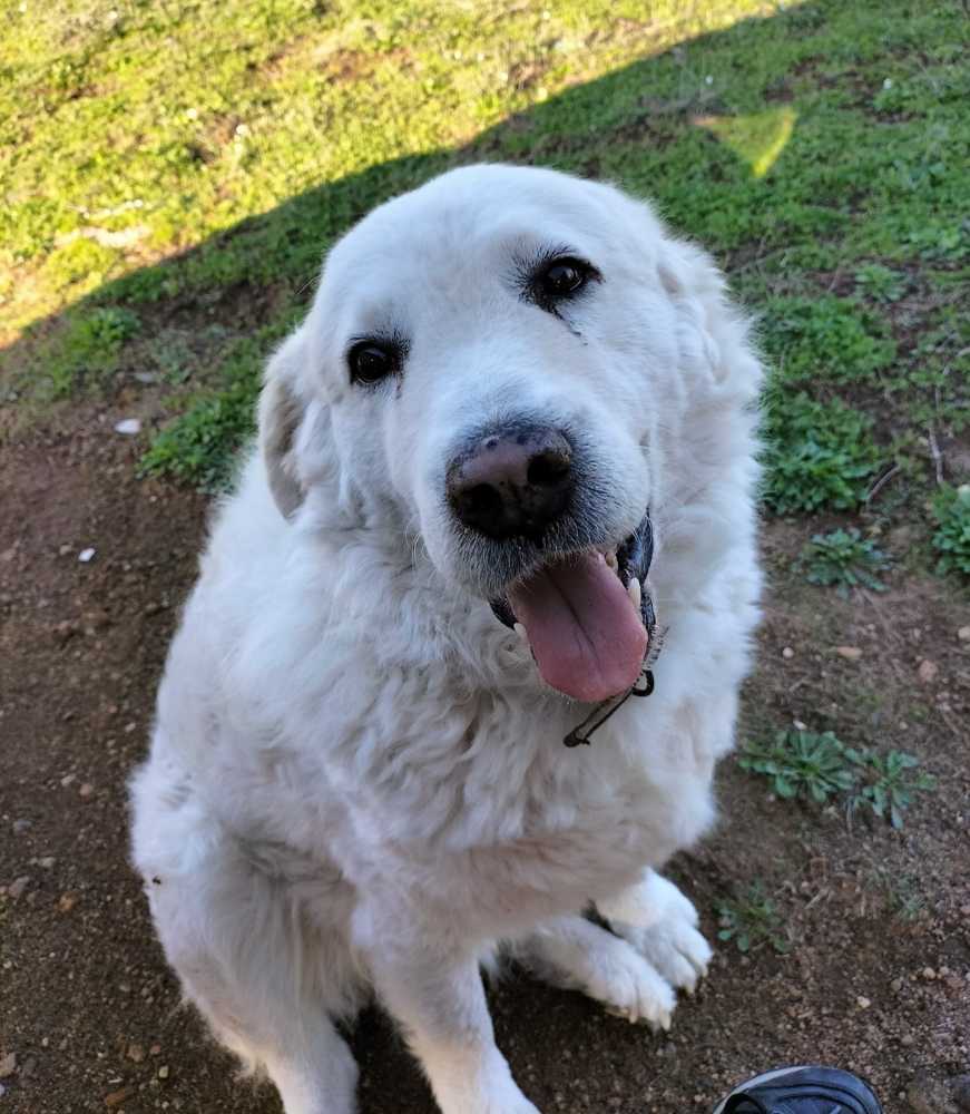 il cane biancone white