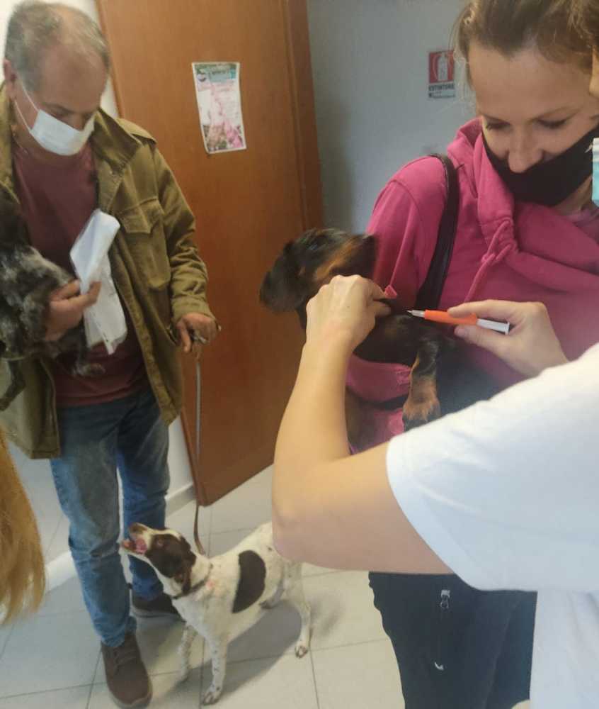 microchip emergenze pelose microchip emergenze pelose