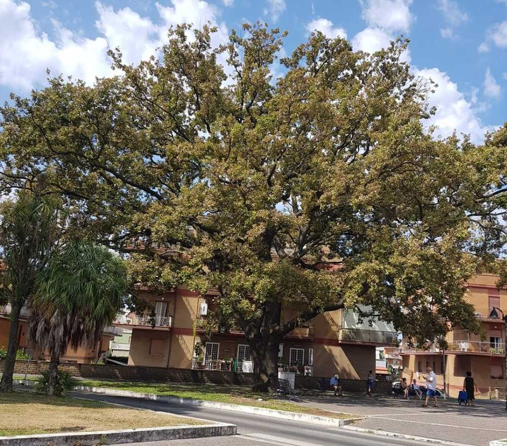 quercia cerveteri quercia cerveteri