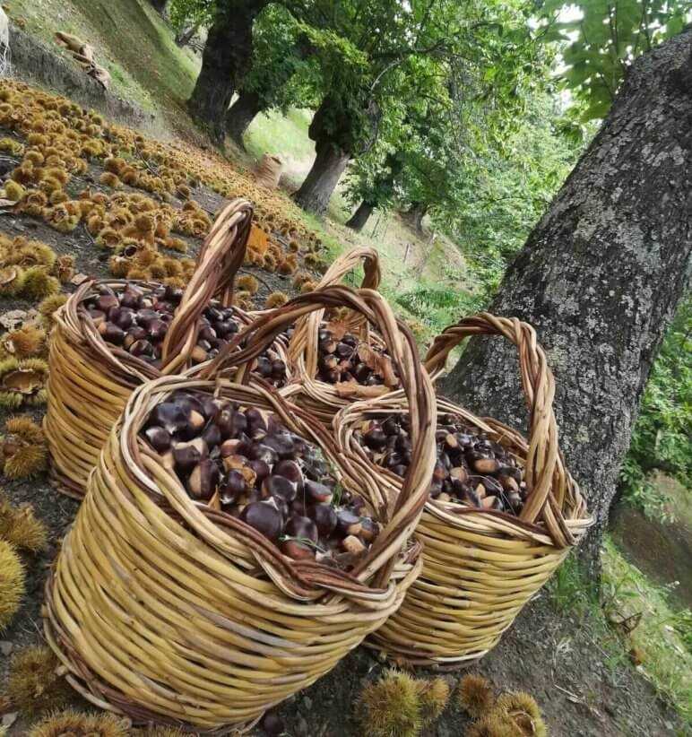 raccolta castagne castagneto