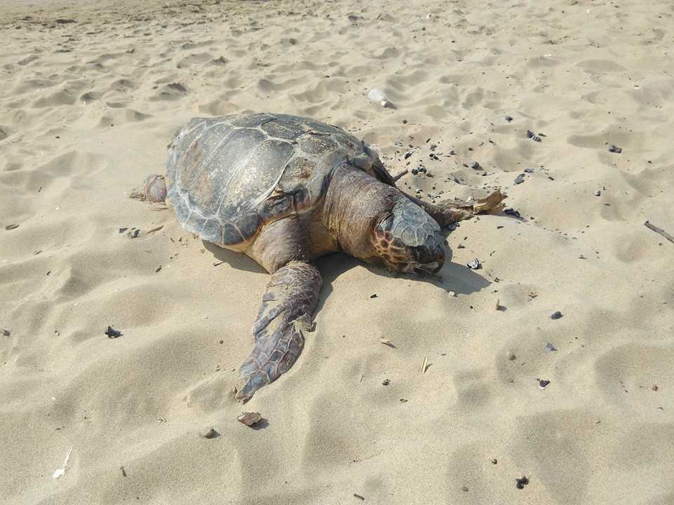 tartaruga marina caretta morta 1 tartaruga marina caretta morta