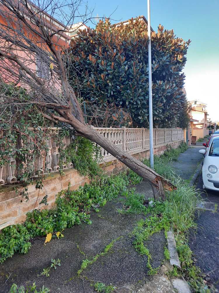 alberi caduti ladispoli alberi caduti ladispoli