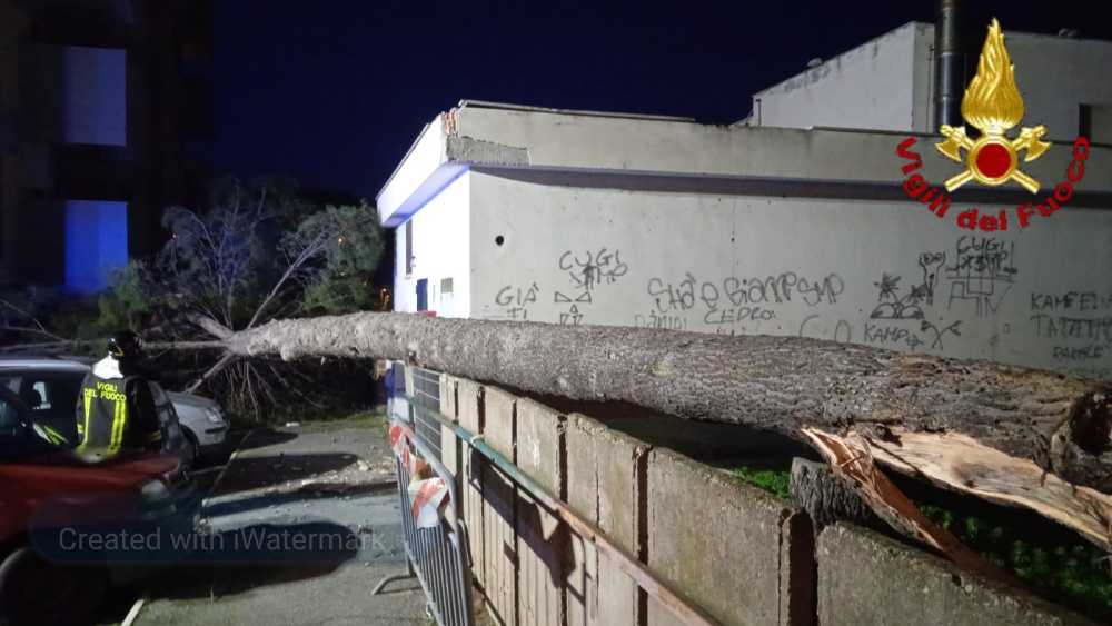 albero caduto civitavecchia vvf vigili fuoco pompieri albero caduto civitavecchia vvf vigili fuoco pompieri