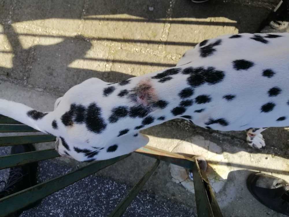 cane ferito fareambiente cerveteri cane ferito fareambiente cerveteri