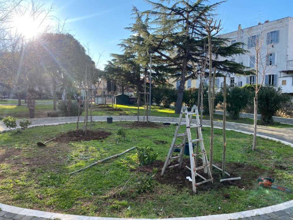 progetto ossigeno alberi piantati piantumazioni civitavecchia (1) progetto ossigeno alberi piantati piantumazioni civitavecchia (1)