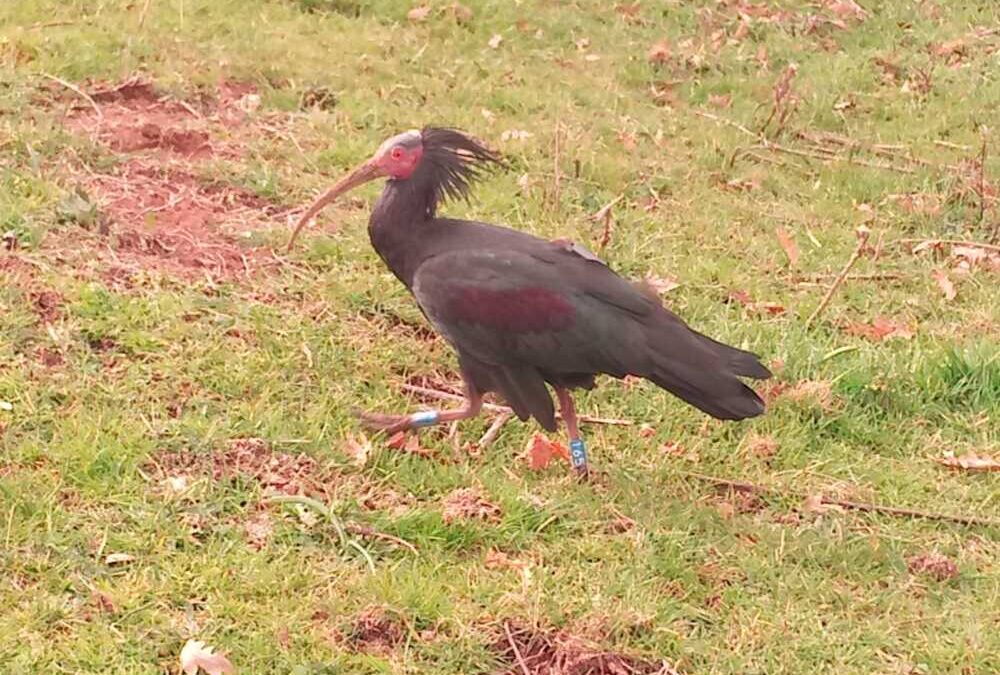 Parco Naturale Regionale Bracciano Martignano sull’ibis ucciso: “Gravissimo crimine ambientale”