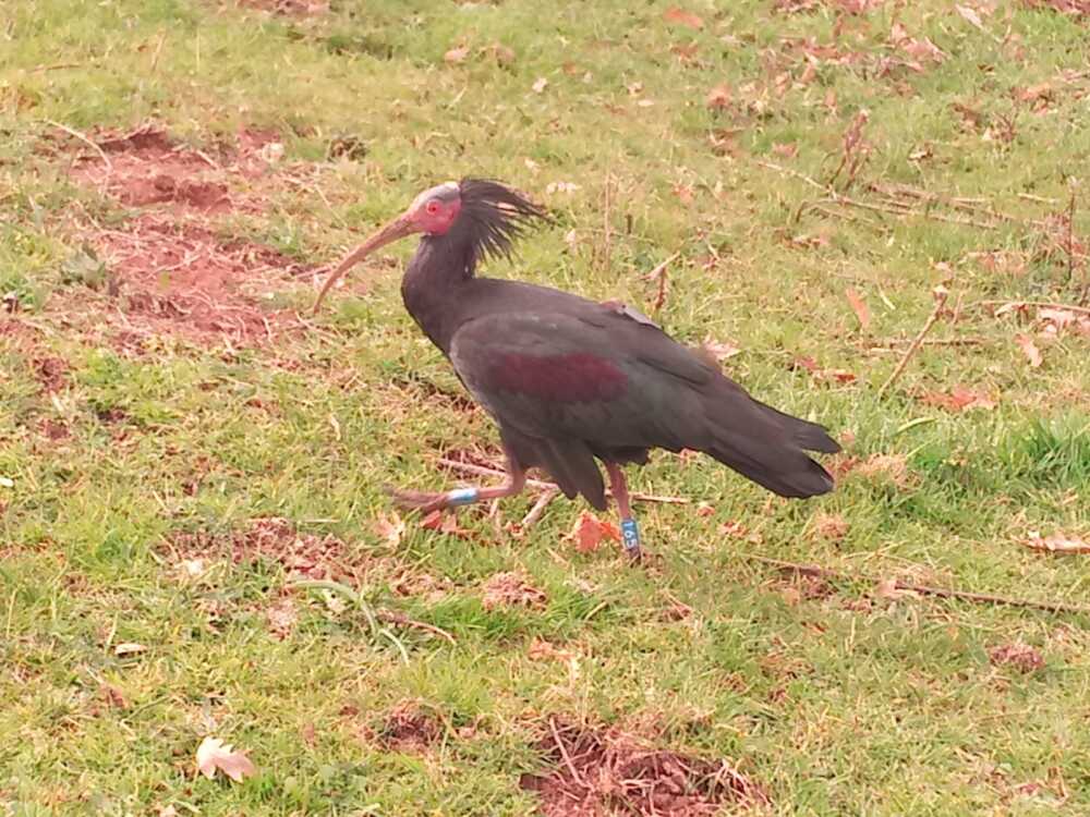 BRACCIANO_IBIS
