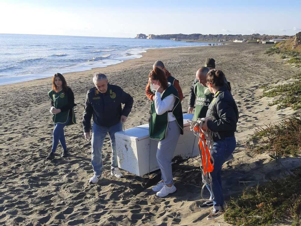 ecozoofile fare ambiente ladispoli frigo abbandonato