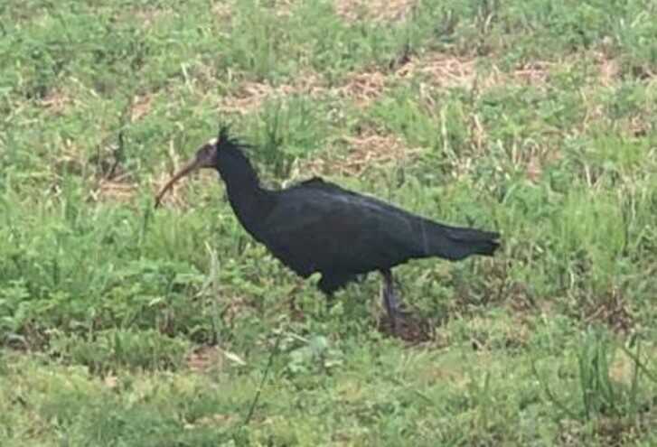 ibis ibis