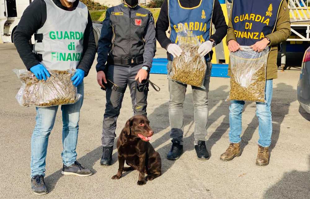sequestro 60kg droga cinofilo Civitavecchia cane losna