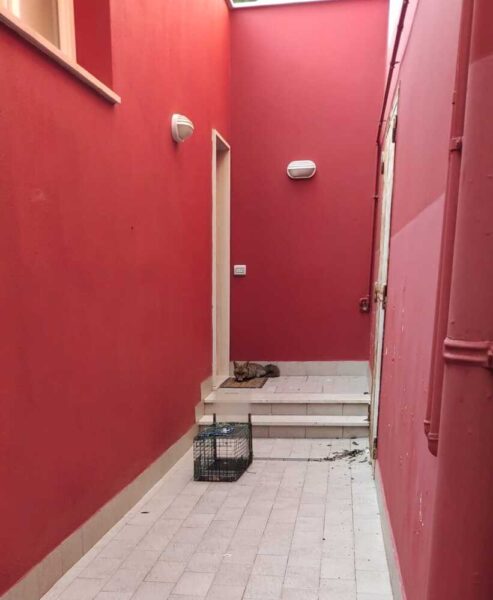 volpe recuperata santa marinella 2