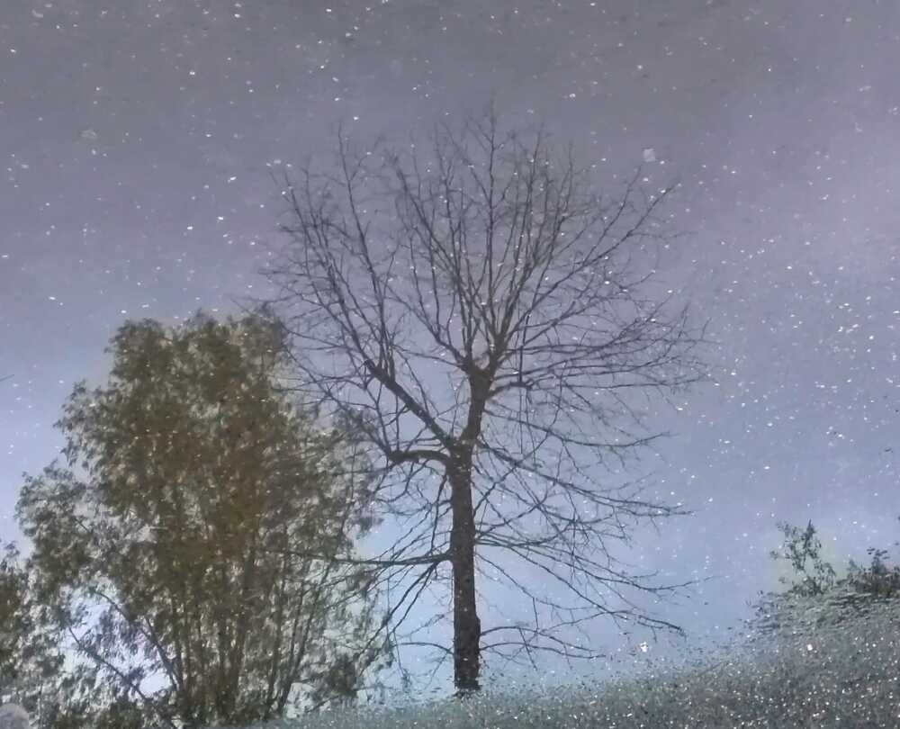 CIELO_STELLATO astrofili palidoro cielo stellatop