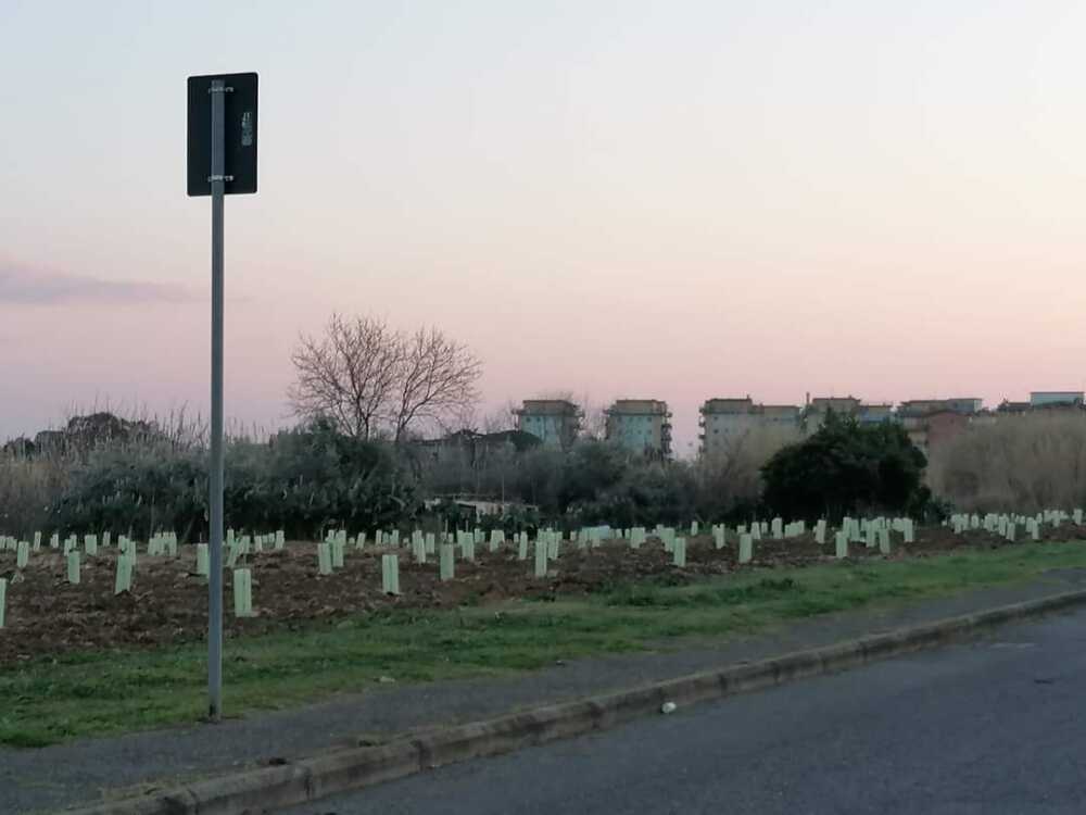 ladispoli alberi piantati arboliaa