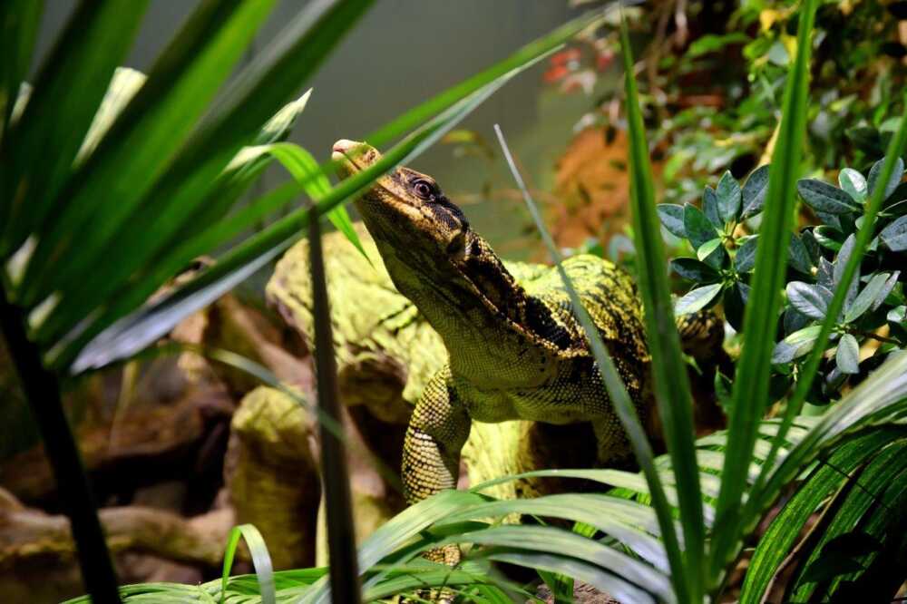 varano filippine bioparco roma