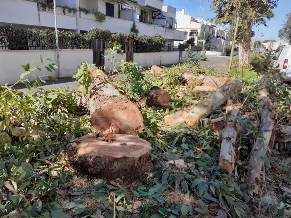 alberi abbattuti cerenova cerveteri