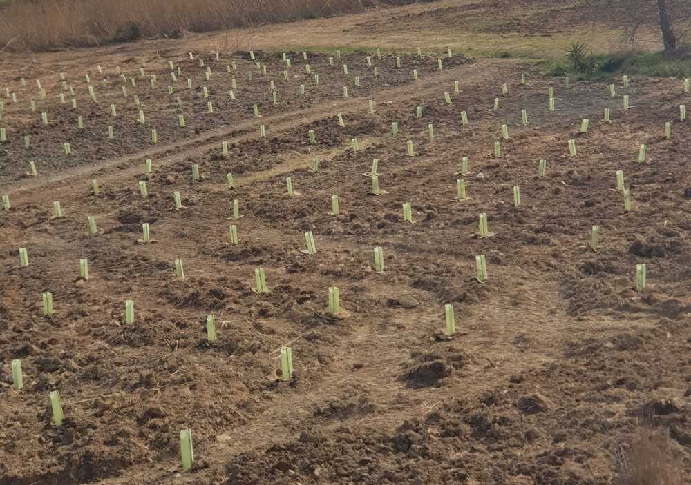 arbolia bosco ladispoli 4 arbolia bosco ladispoli