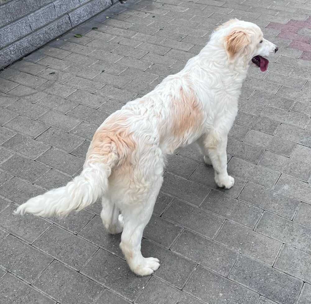 faniga cane abbandonato