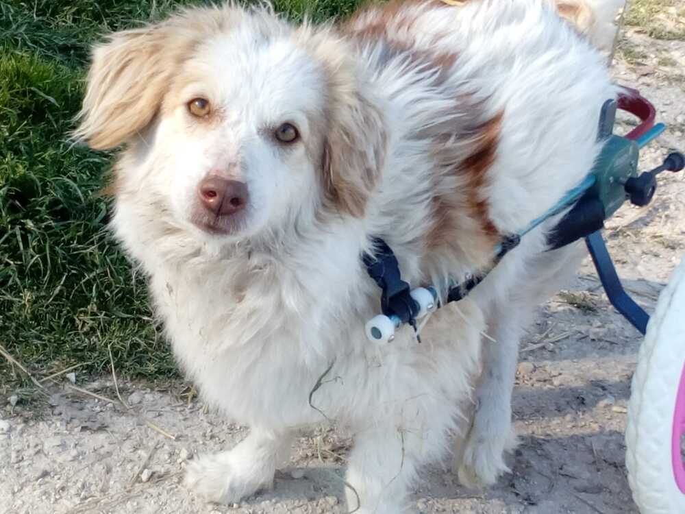 lula marzo ok 3 cagnolina paralizzata