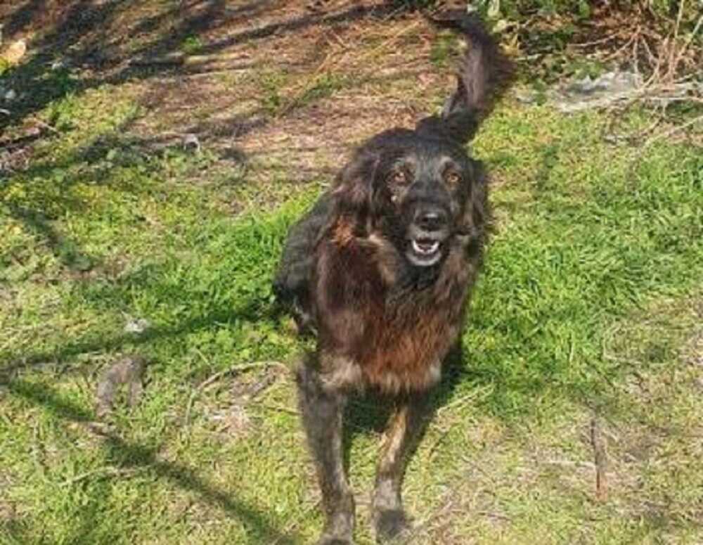 marianna5 cane abbandonato