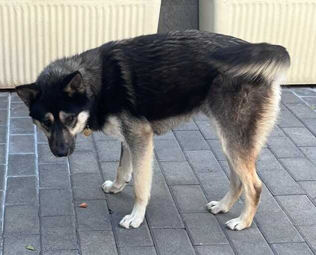 milo cane da salvare