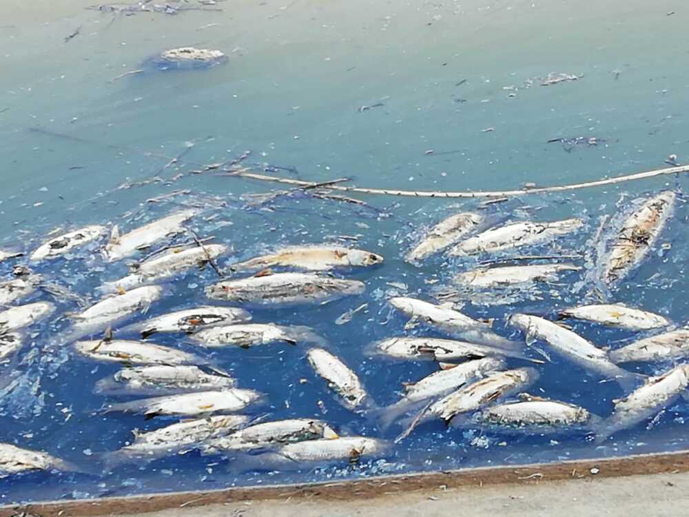 moria di pesci a maccarese