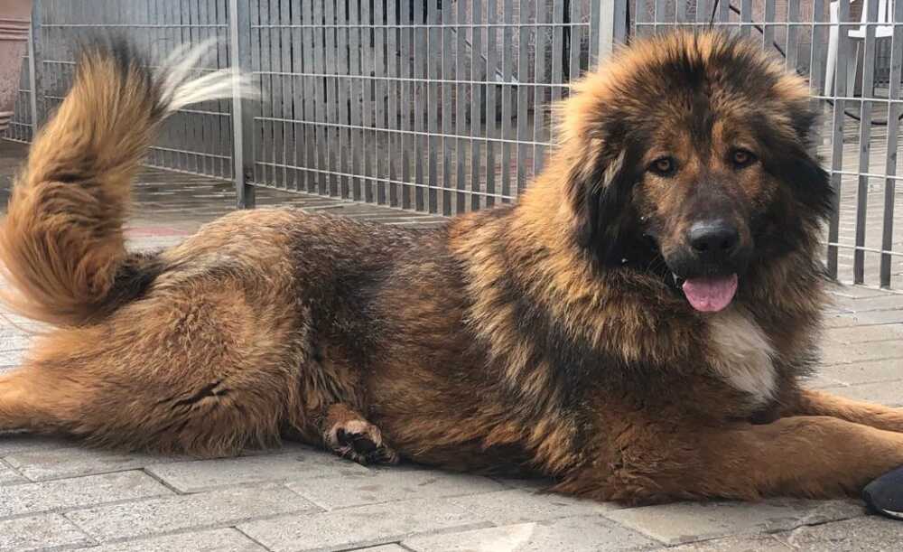 tessa cane abbandonato