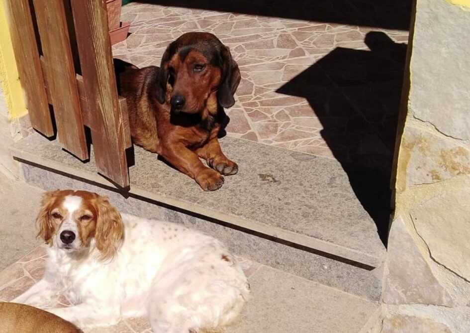 cagnetti scomparsi civitavecchia