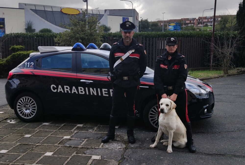 Cagnolona in strada recuperata dai Carabinieri di Bracciano