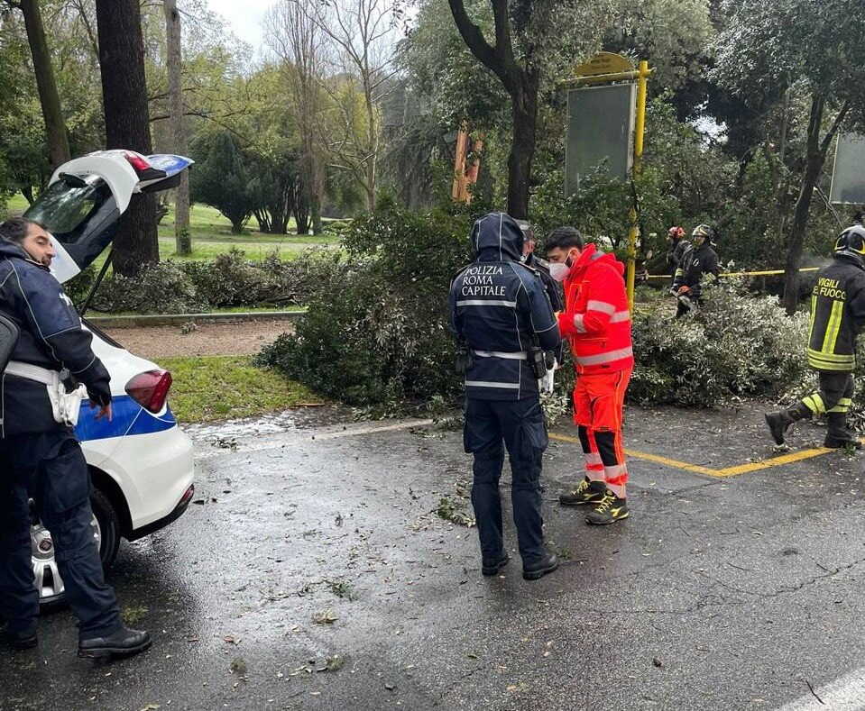 albero villa borghese in testa donna municipale roma capitale 2