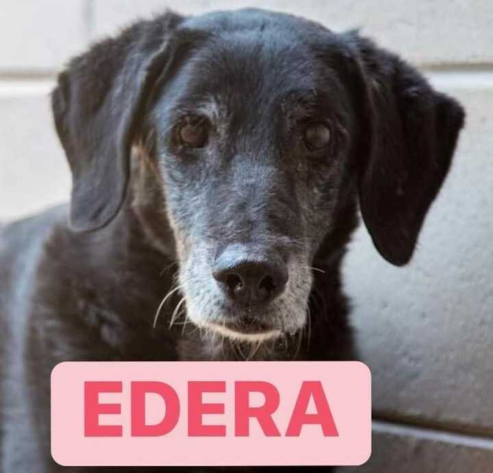 edera
