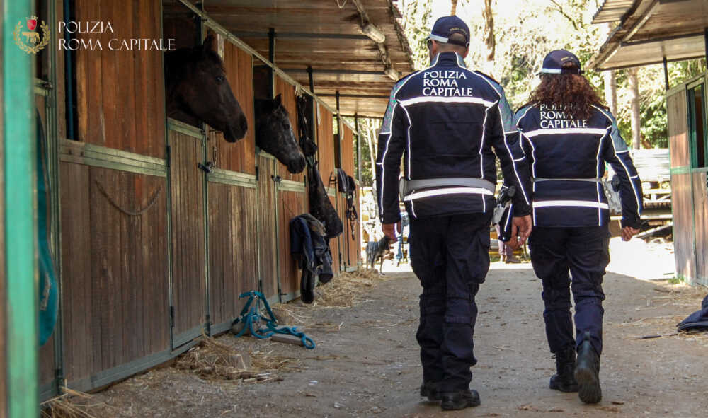 galoppatoio municipale roma capitale cavalli (2)