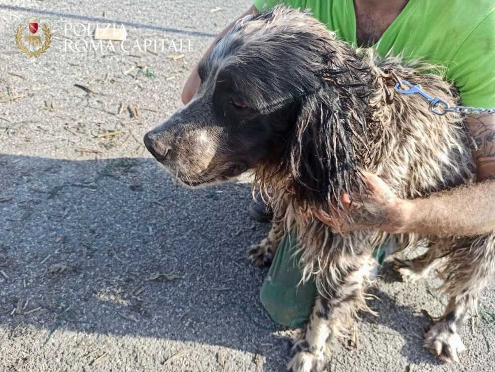 Cane salvato municipale roma capitale