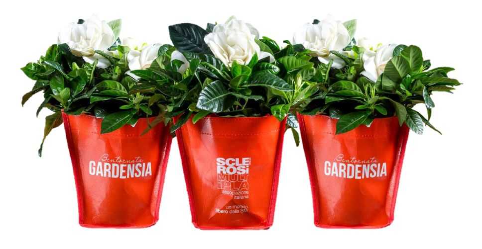 aism gardenie