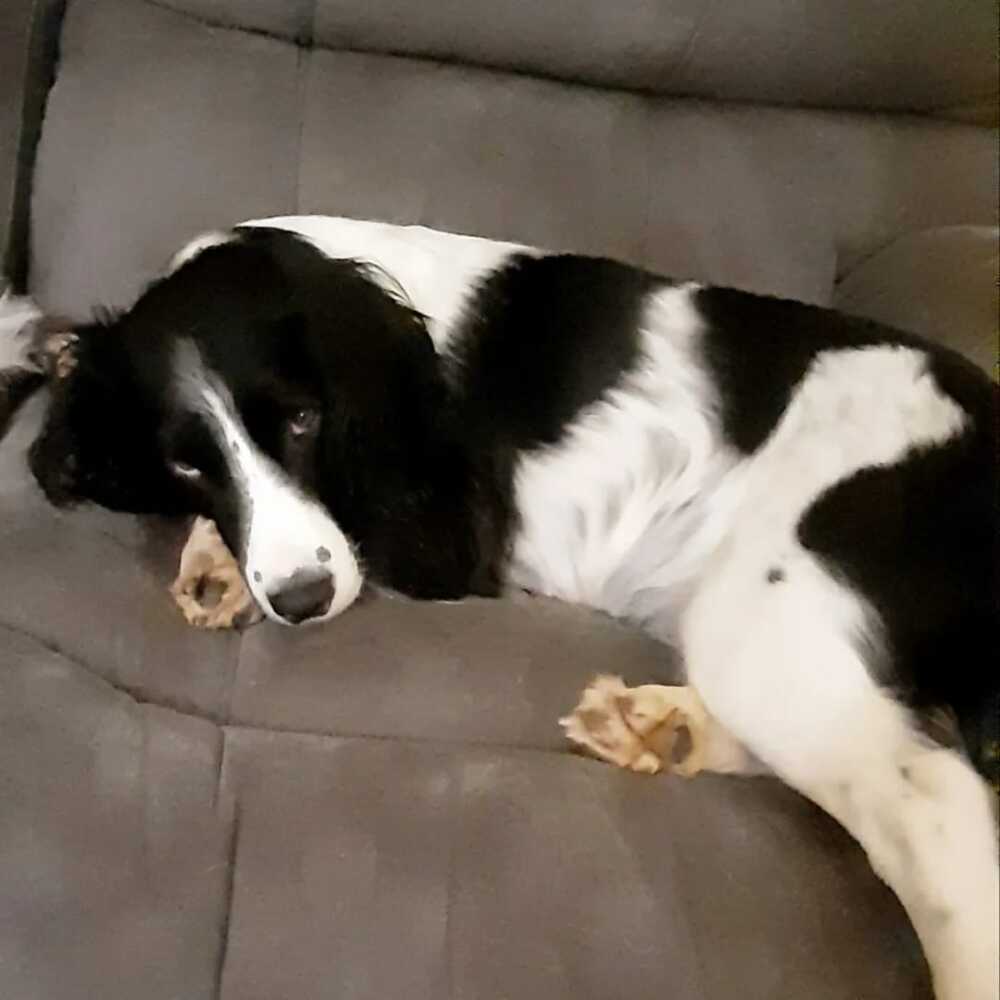 briciola cane briciola