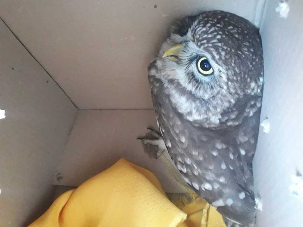 civetta melone civetta melone