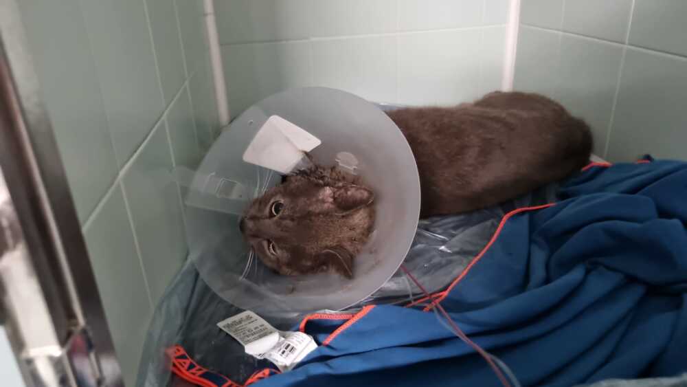 cugino micio investito