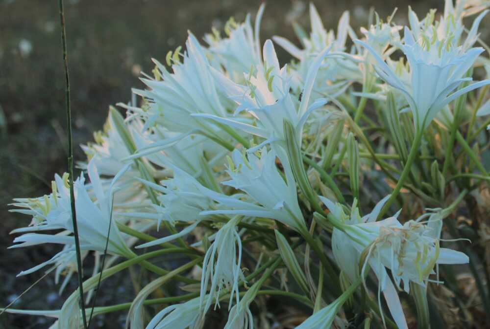 Bioma: “Con le Dune di Civitavecchia tra Miraggio e Realtà protezione delle piante costiere”