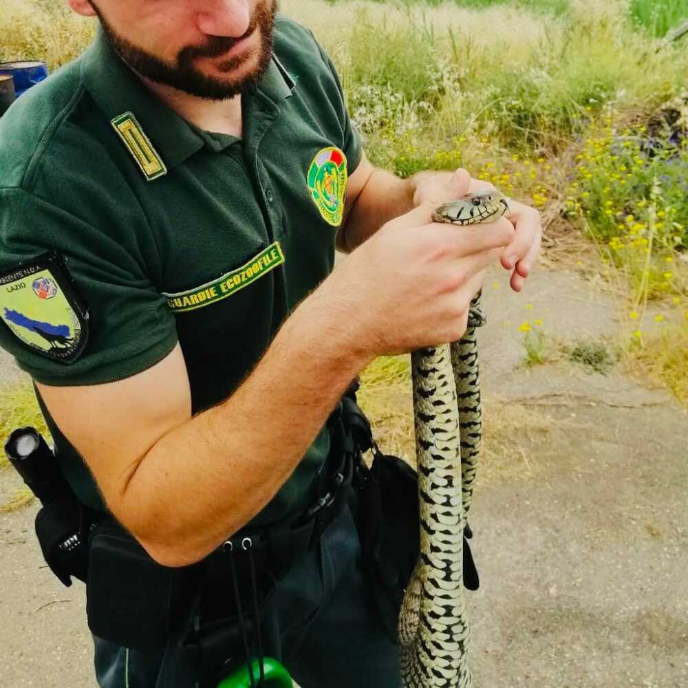 ecozoofile fare ambiente cerveteri natrice serpente