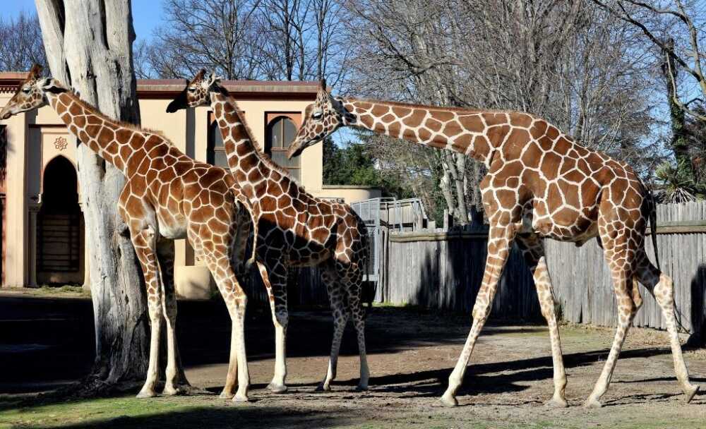 giraffe giraffe