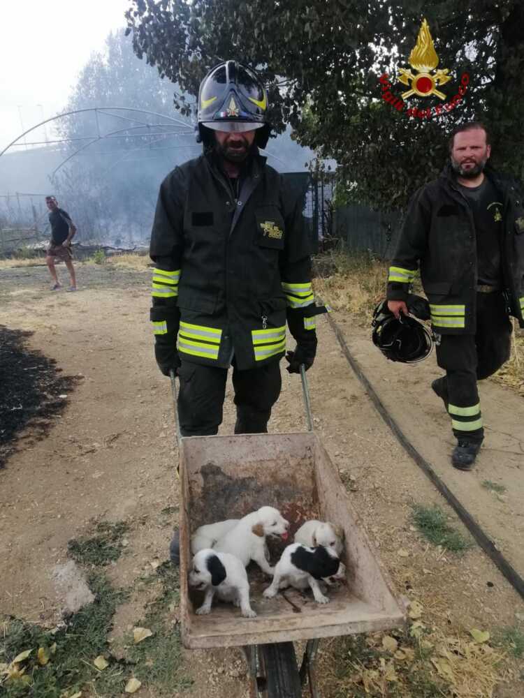 vvf vigili fuoco canile cuccioli pompieri vvf vigili fuoco canile cuccioli pompieri