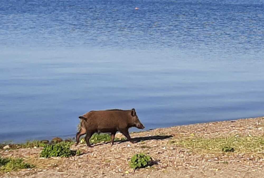 Quasi 60 cinghiali catturati nel parco di Bracciano