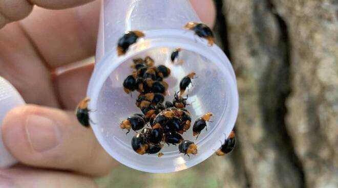 cocciniglia pini cerveteri