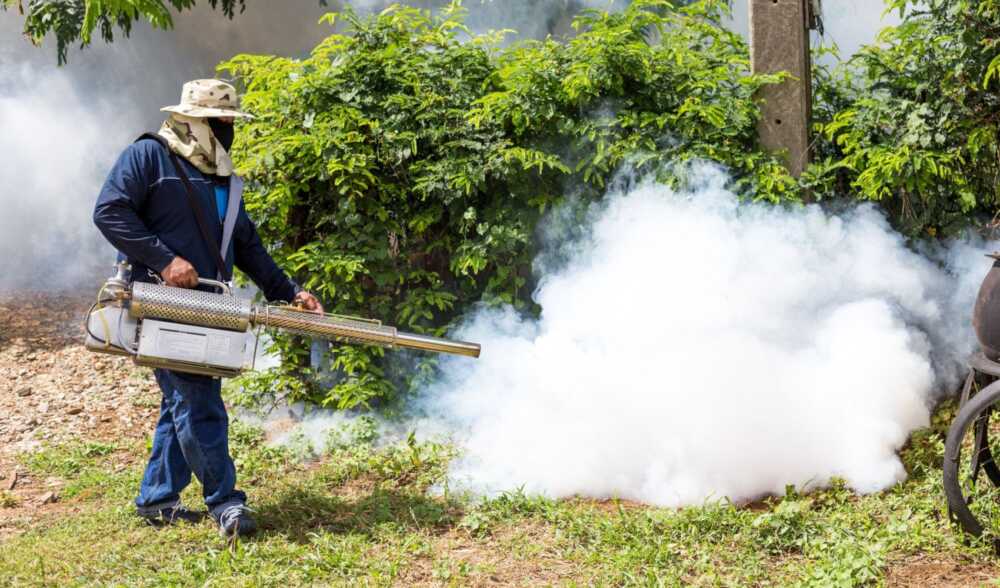 disinfestazione zanzare 1 disinfestazione zanzare