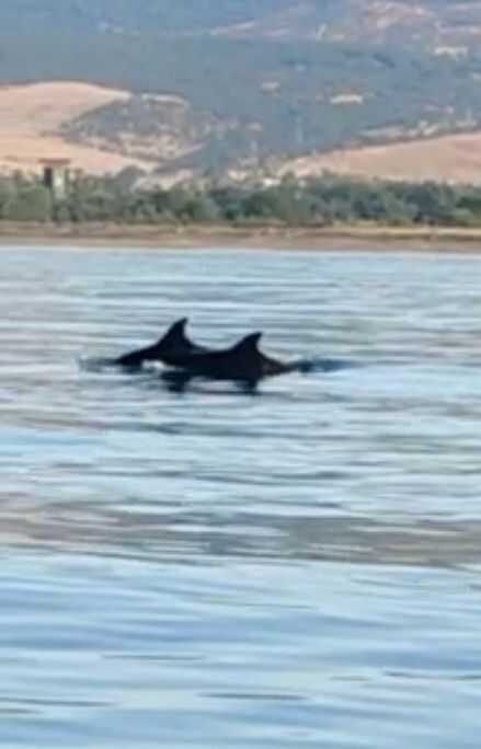 foto delfini campo di mare foto delfini campo di mare