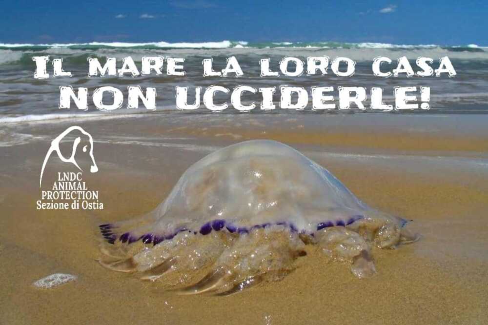 meduse lega difesa cane santa marinella meduse lega difesa cane santa marinella