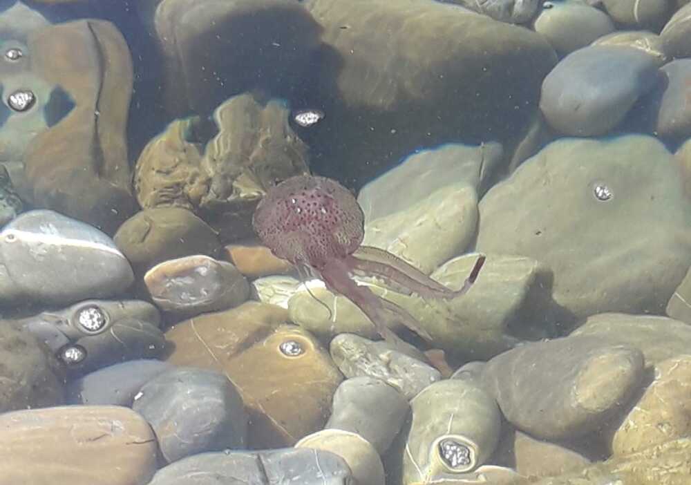 meduse santa marinella