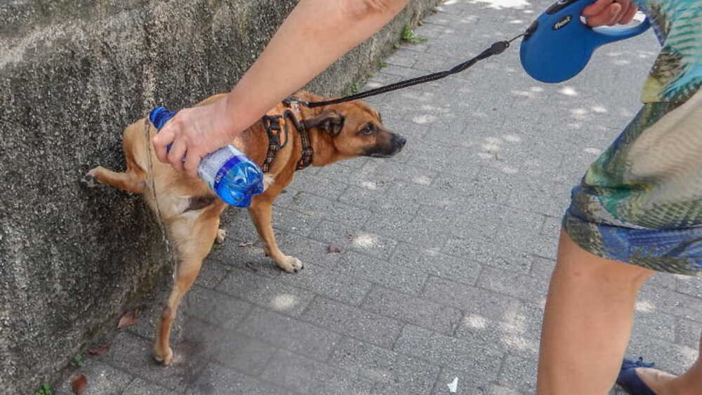 pipì-cani pulizia acqua 4