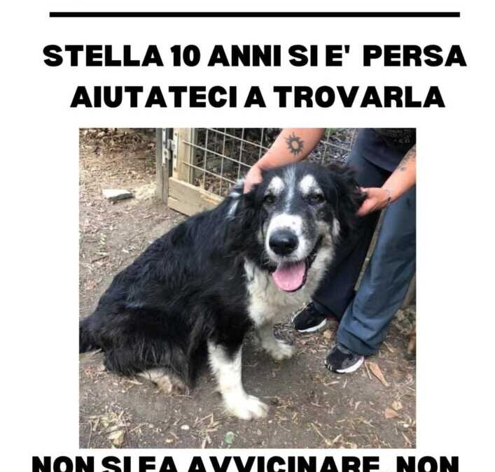 Si cerca Stella, cagnolona di 10 anni smarrita a Trevignano