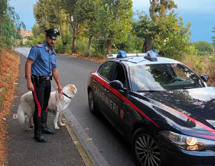 Cagnolone si allontana 2 km da casa, recuperato dai Carabinieri di Bracciano