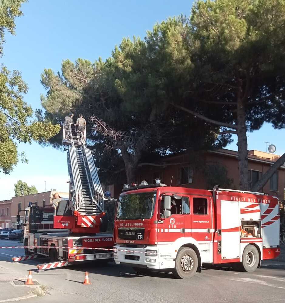 aurelia chiusa vvf vigili fuoco pompieri santa marinell albero pericolante